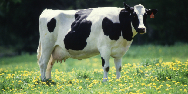 vaca