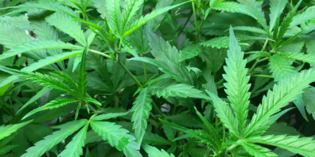 Marijuana