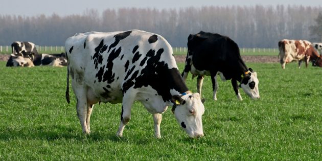 Reino Unido informa el primer caso de enfermedad de las vacas locas en dos años – Executive Digest