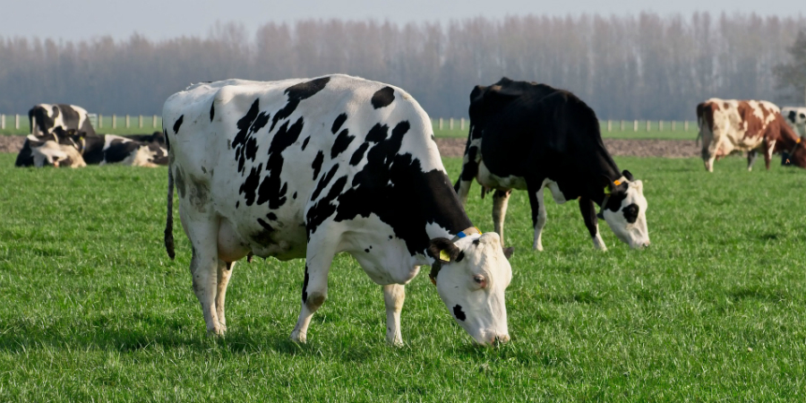 El Reino Unido registra el primer caso de enfermedad de las vacas locas en dos años – Resumen ejecutivo