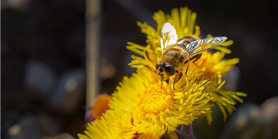 O drama das abelhas: devemos ou não consumir mel? – Executive Digest