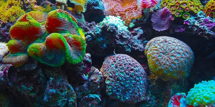 Die Welt ist Zeuge einer weiteren Massenepisode der Korallenbleiche – Zusammenfassung