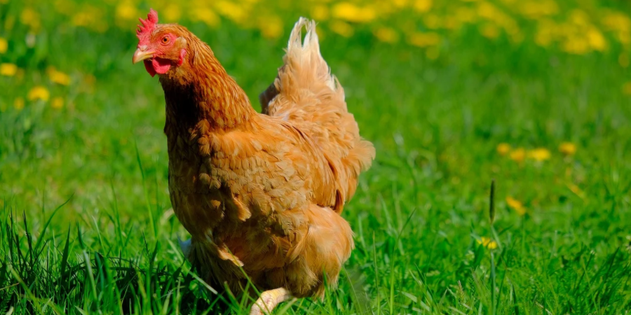 ¿Las gallinas deciden el tamaño del gallinero?  Un investigador sostiene que los animales deberían poder votar – Executive Digest