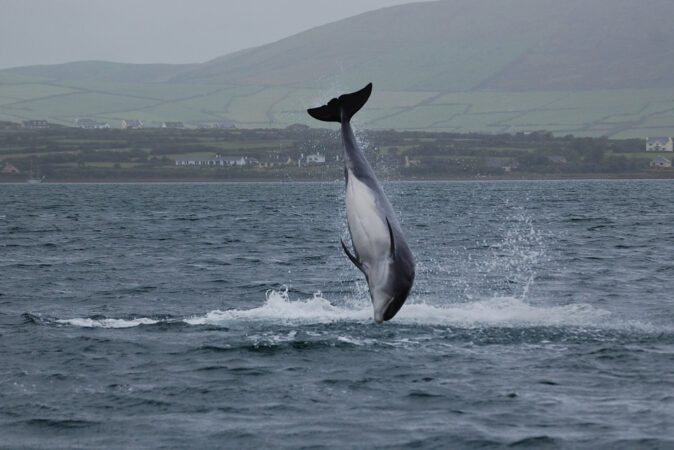 Delfín con “pulgares” descubierto en Grecia.  El “paraíso” de estos animales en el mar Egeo está en peligro – Executive Digest