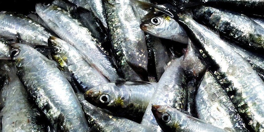 Sardine Fishing Reopens with Strict Quotas: What You Need to Know