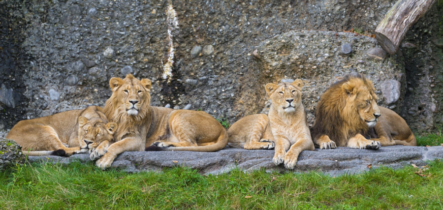 Jardim Zoológico inglês alvo de críticas por cobrar jogo da corda com leões  e tigres – Observador