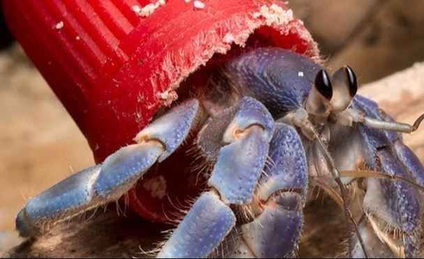More and more hermit crabs are using plastic instead of shells as their homes, scientists warn – Executive Summary
