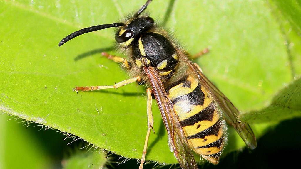 Como afastar vespas do jardim sem venenos: especialista revela método económico e sustentável